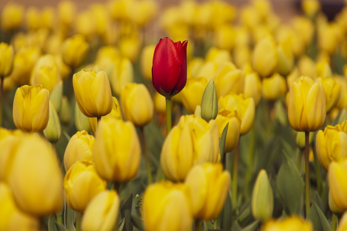 A single red tulip standing out in a field of identical yellow tulips, a metaphor for how a medical practice can stand out from competitors