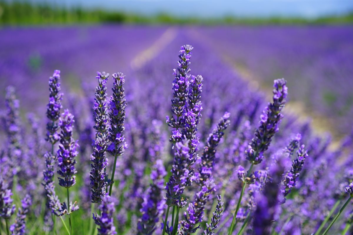 A field of flowers in full bloom releasing pollen, the seasonal trigger that sends allergy patients searching for an allergist