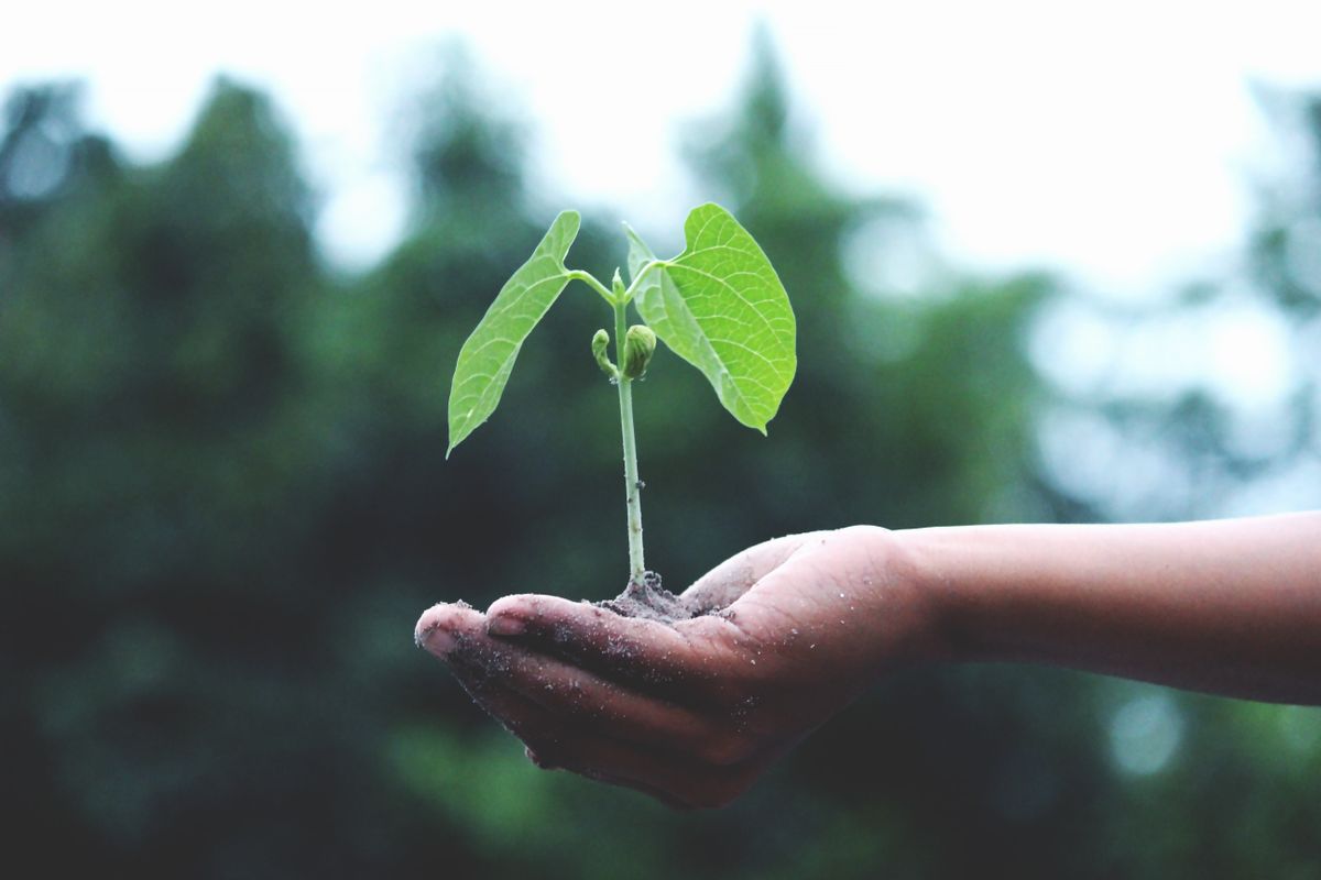 A hand holding a small green seedling in soil, showing that marketing for a medical practice is something you grow and keep watering, not a one time purchase